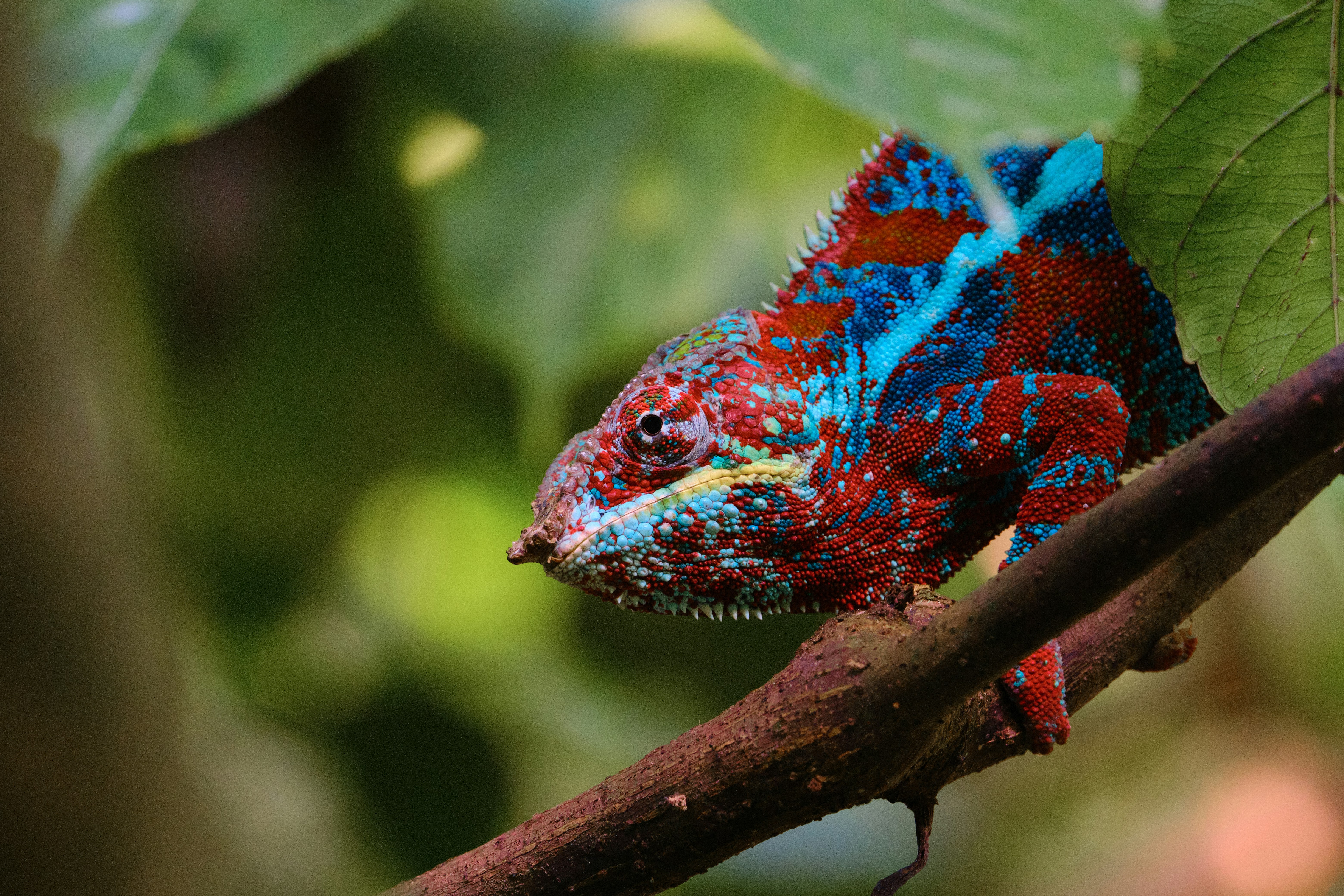 Caméléon de Madagascar